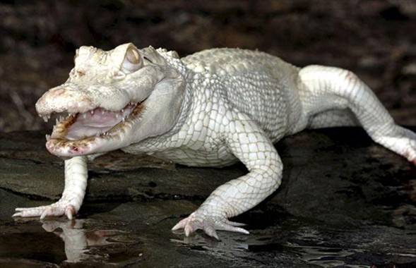 Foto - İşte doğadaki albino hayvanlar