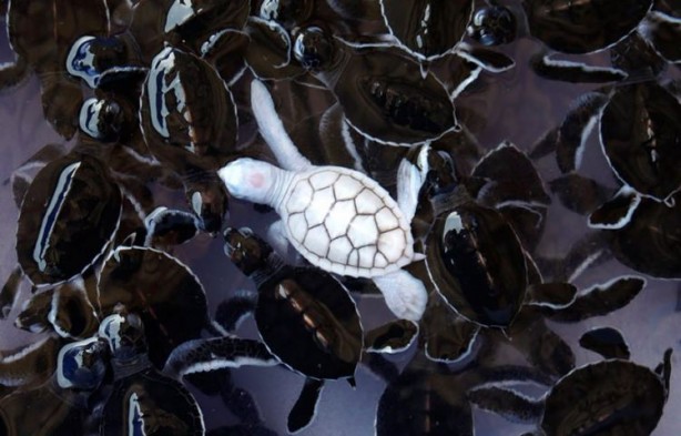 Foto - İşte doğadaki albino hayvanlar