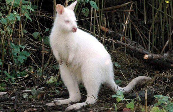 Foto - İşte doğadaki albino hayvanlar