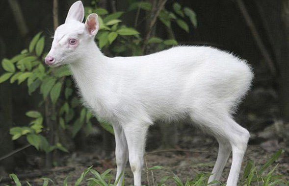 Foto - İşte doğadaki albino hayvanlar