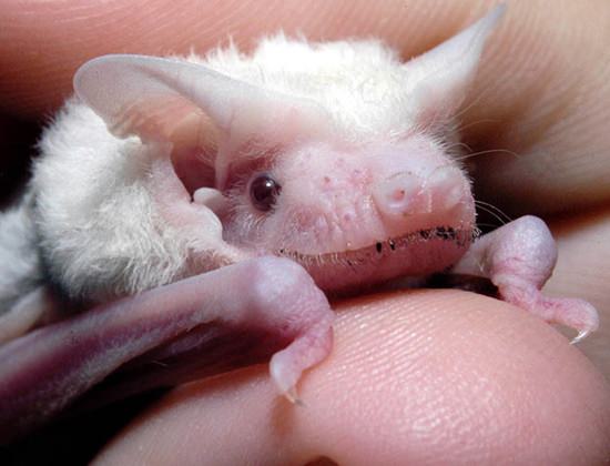 Foto - İşte doğadaki albino hayvanlar