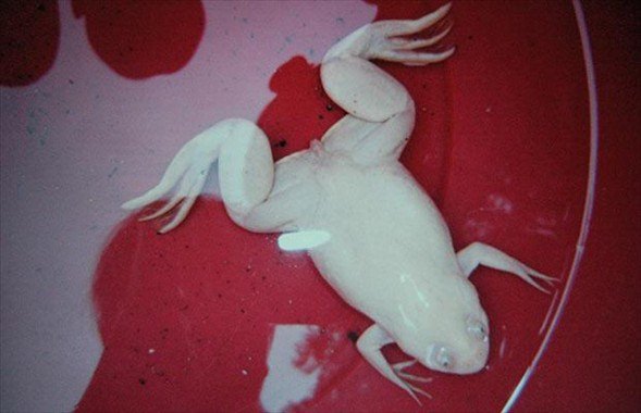 Foto - İşte doğadaki albino hayvanlar