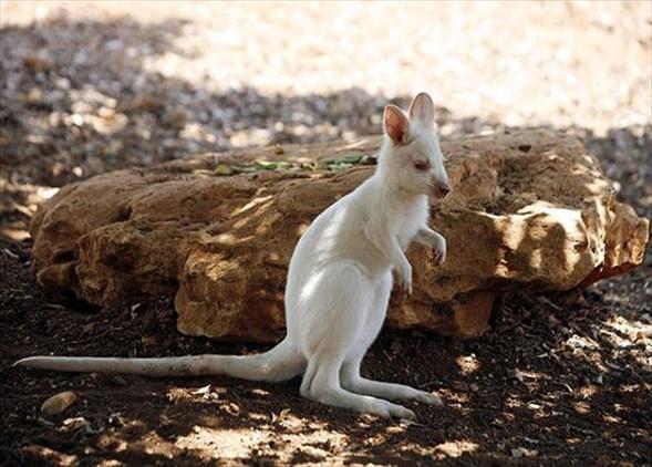 Foto - İşte doğadaki albino hayvanlar