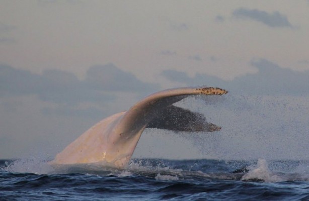 Foto - İşte doğadaki albino hayvanlar