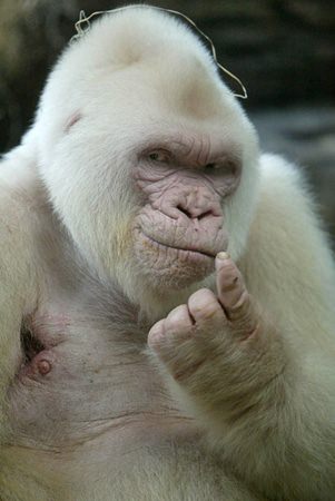 Foto - İşte doğadaki albino hayvanlar