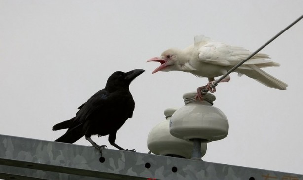 Foto - İşte doğadaki albino hayvanlar