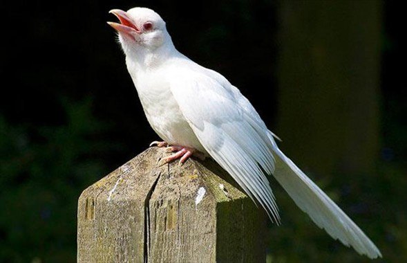 Foto - İşte doğadaki albino hayvanlar