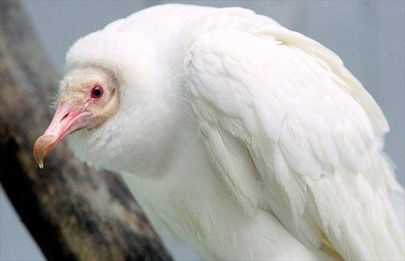 Foto - İşte doğadaki albino hayvanlar