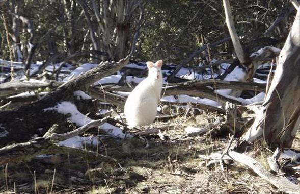Foto - İşte doğadaki albino hayvanlar