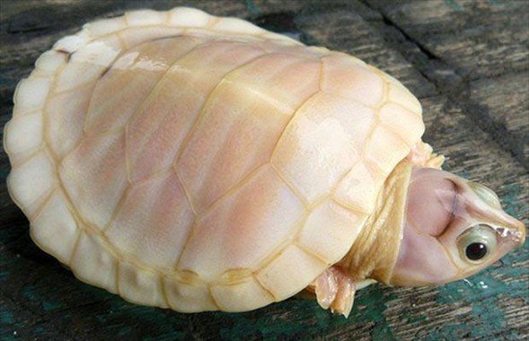 Foto - İşte doğadaki albino hayvanlar