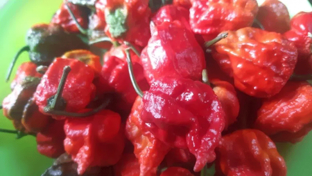 Foto - İşte dünyanın en acı biberi! Bunu yiyenin nefesi kesiliyor