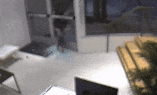 Foto - İşte dünyanın en beceriksiz hırsızları