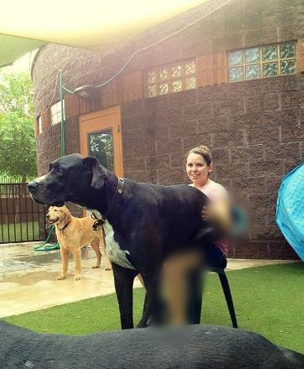 Foto - İşte dünyanın en büyük köpekleri