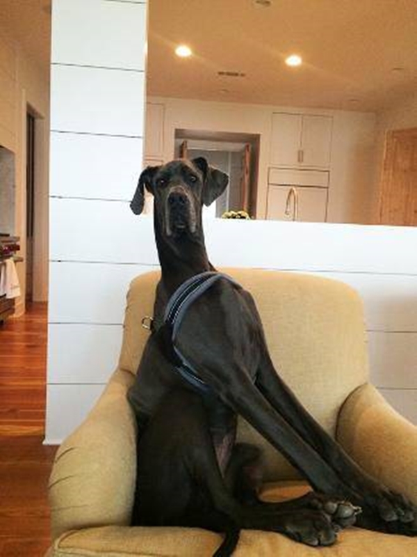 Foto - İşte dünyanın en büyük köpekleri