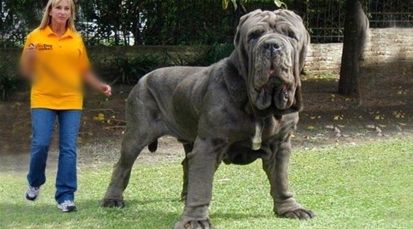 Foto - İşte dünyanın en büyük köpekleri