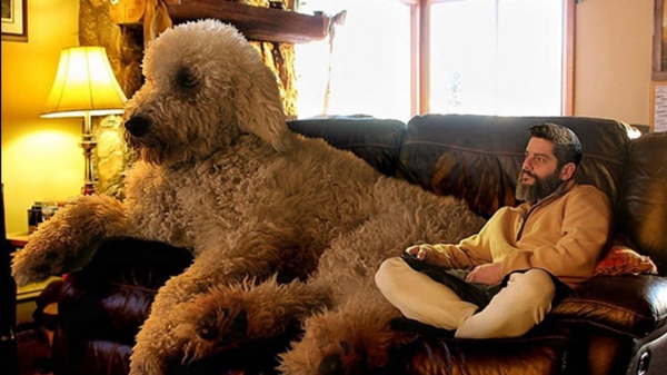 Foto - İşte dünyanın en büyük köpekleri