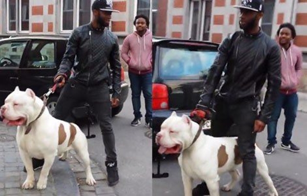 Foto - İşte dünyanın en büyük köpekleri