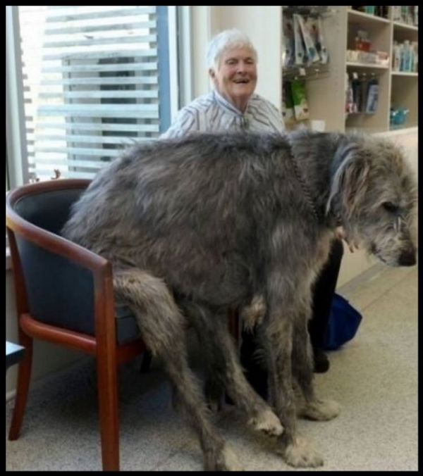 Foto - İşte dünyanın en büyük köpekleri