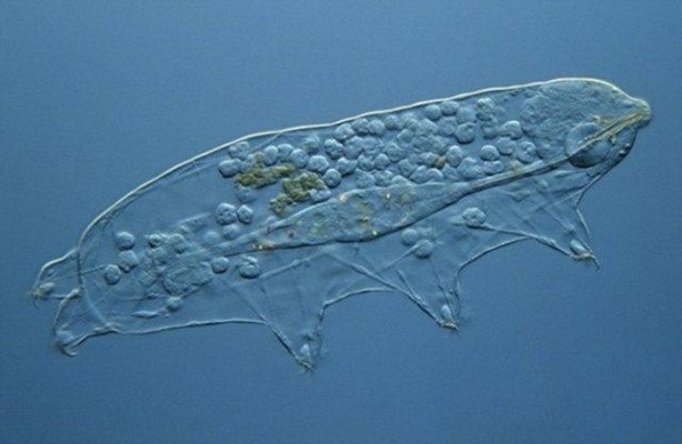 Foto - İşte dünyanın en dayanıklı canlısı!