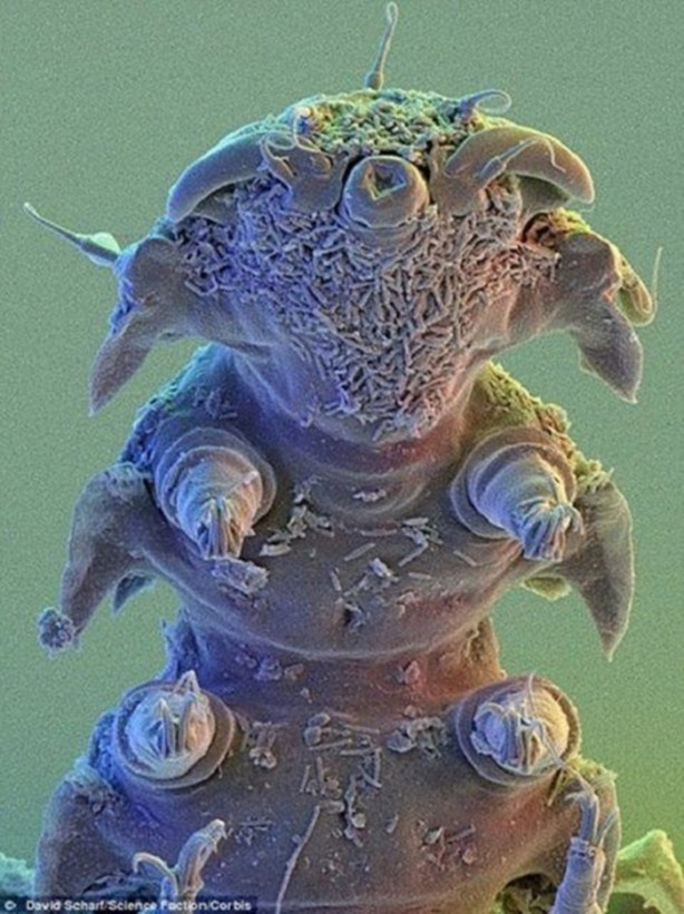 Foto - İşte dünyanın en dayanıklı canlısı!