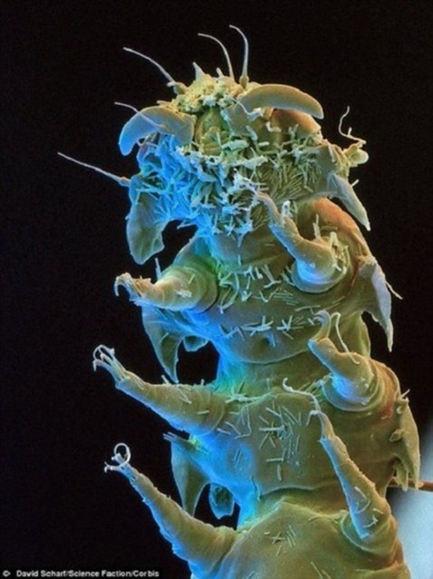 Foto - İşte dünyanın en dayanıklı canlısı!