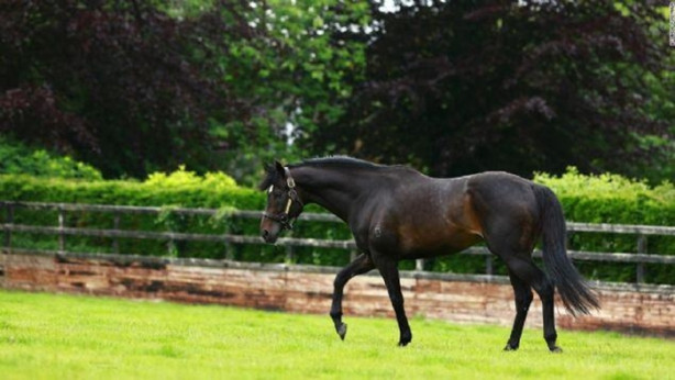 Foto - İşte dünyanın en değerli atı