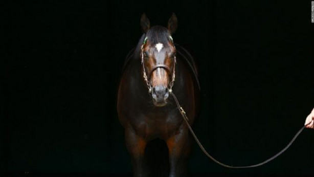 Foto - İşte dünyanın en değerli atı