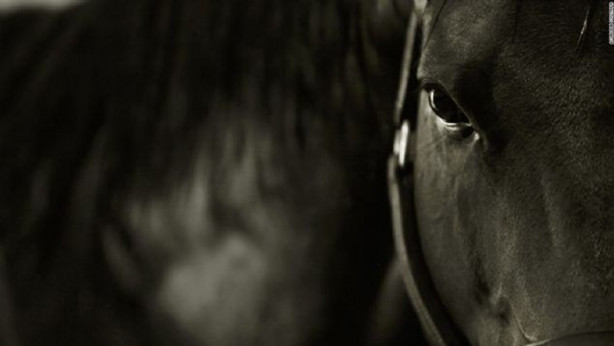 Foto - İşte dünyanın en değerli atı