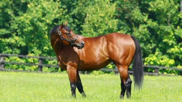 Foto - İşte dünyanın en değerli atı