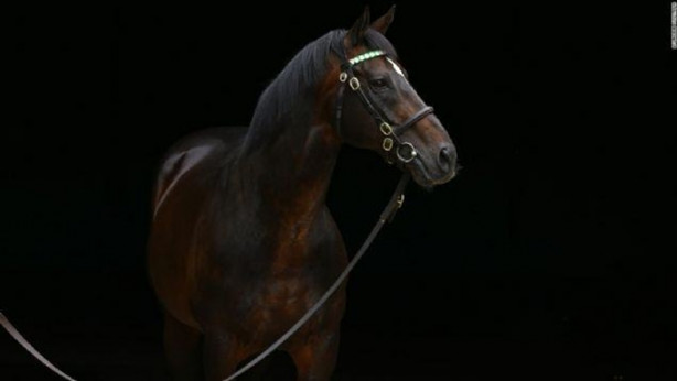 Foto - İşte dünyanın en değerli atı