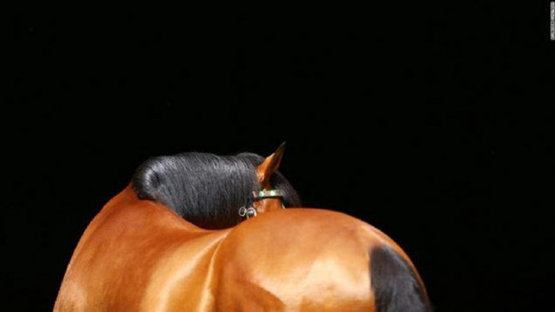 Foto - İşte dünyanın en değerli atı