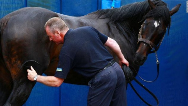Foto - İşte dünyanın en değerli atı