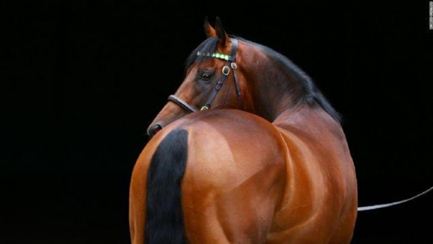 Foto - İşte dünyanın en değerli atı