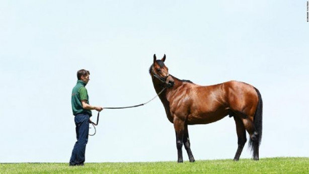 Foto - İşte dünyanın en değerli atı