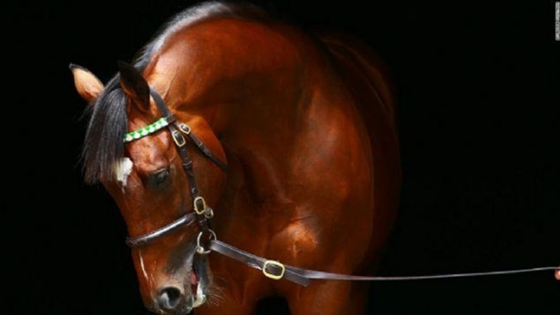 Foto - İşte dünyanın en değerli atı