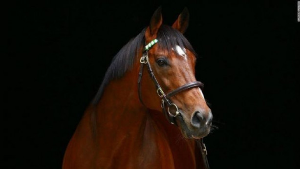 İşte dünyanın en değerli atı