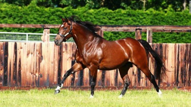 Foto - İşte dünyanın en değerli atı