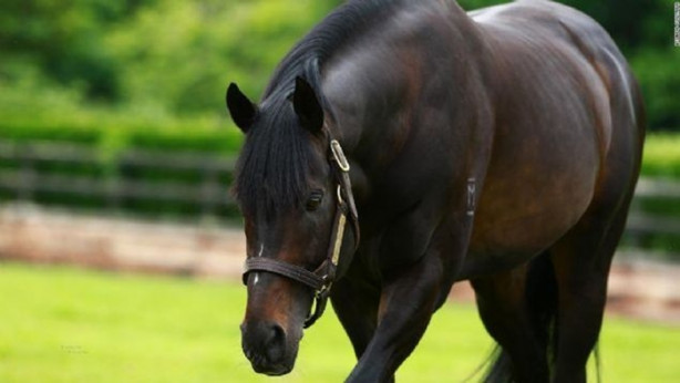 Foto - İşte dünyanın en değerli atı