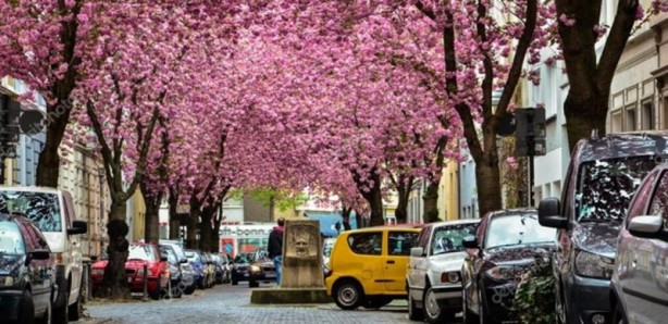 Foto - İşte dünyanın en ilginç 18 ağacı