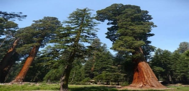 Foto - İşte dünyanın en ilginç 18 ağacı