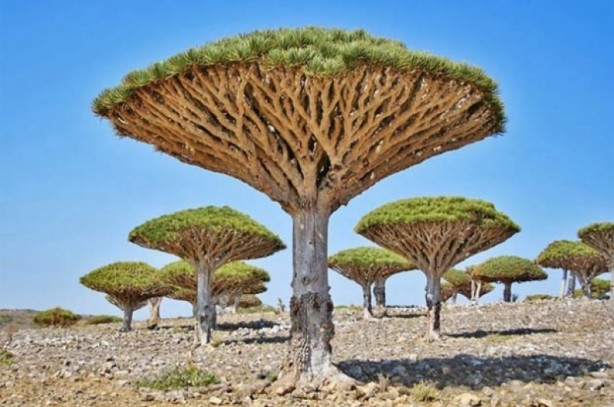 Foto - İşte dünyanın en ilginç 18 ağacı