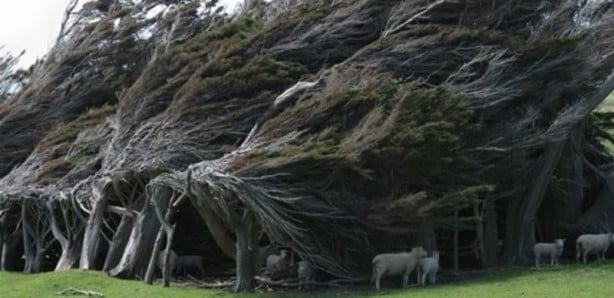 Foto - İşte dünyanın en ilginç 18 ağacı
