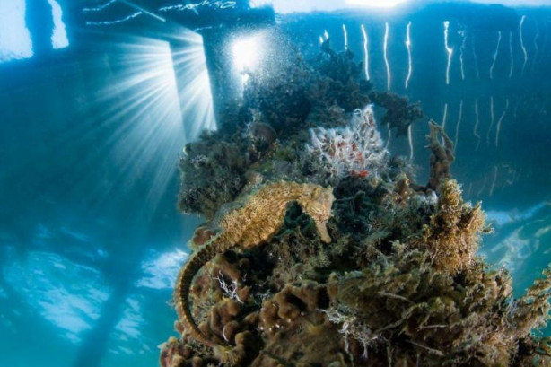 Foto - İşte dünyanın en iyileri