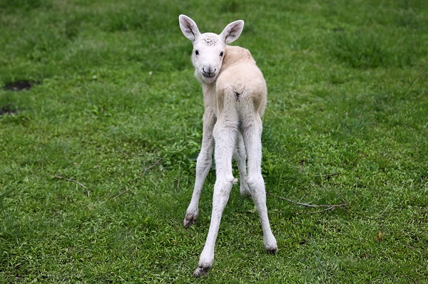 Foto - İşte, dünyanın en nadir bulunan canlısı
