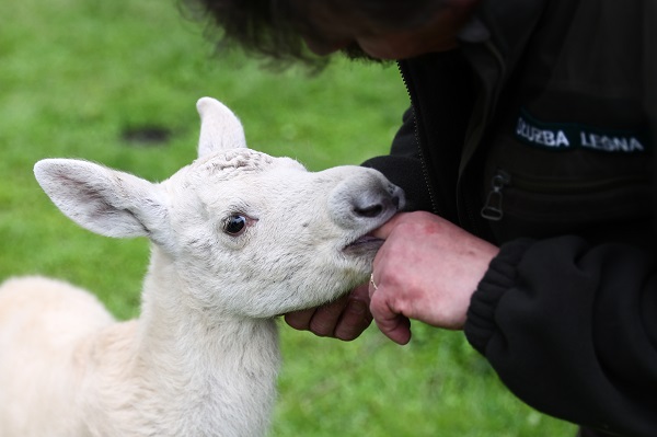 Foto - İşte, dünyanın en nadir bulunan canlısı