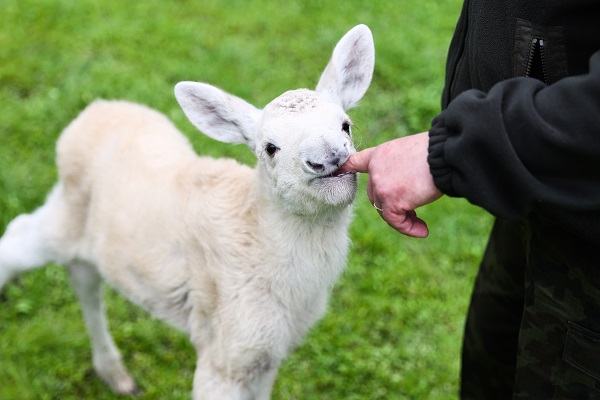Foto - İşte, dünyanın en nadir bulunan canlısı