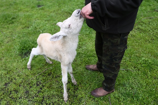 Foto - İşte, dünyanın en nadir bulunan canlısı