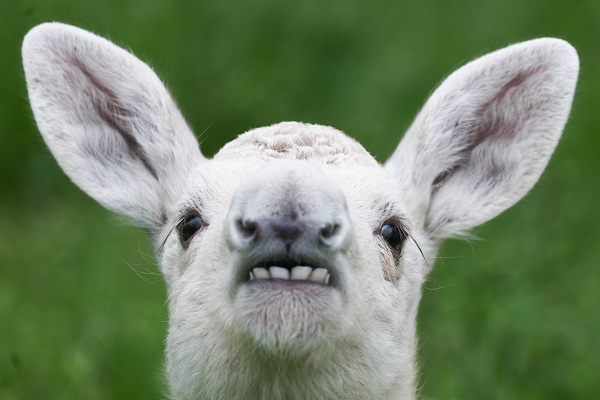 İşte, dünyanın en nadir bulunan canlısı