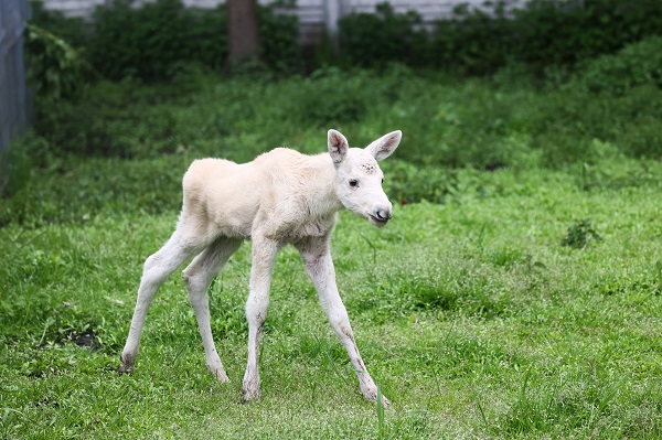 Foto - İşte, dünyanın en nadir bulunan canlısı