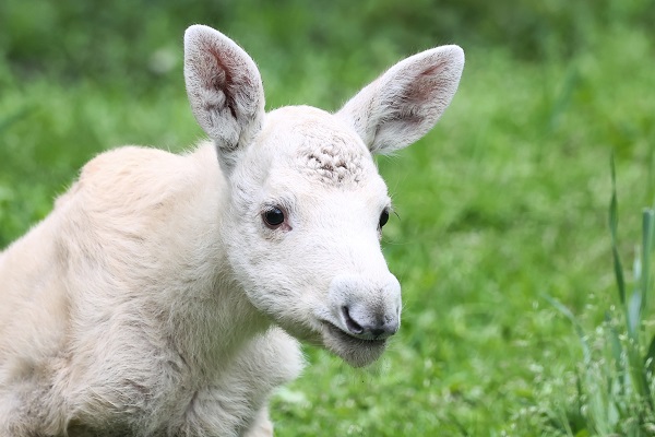 Foto - İşte, dünyanın en nadir bulunan canlısı